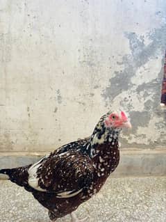 Aseel Hen For Sale