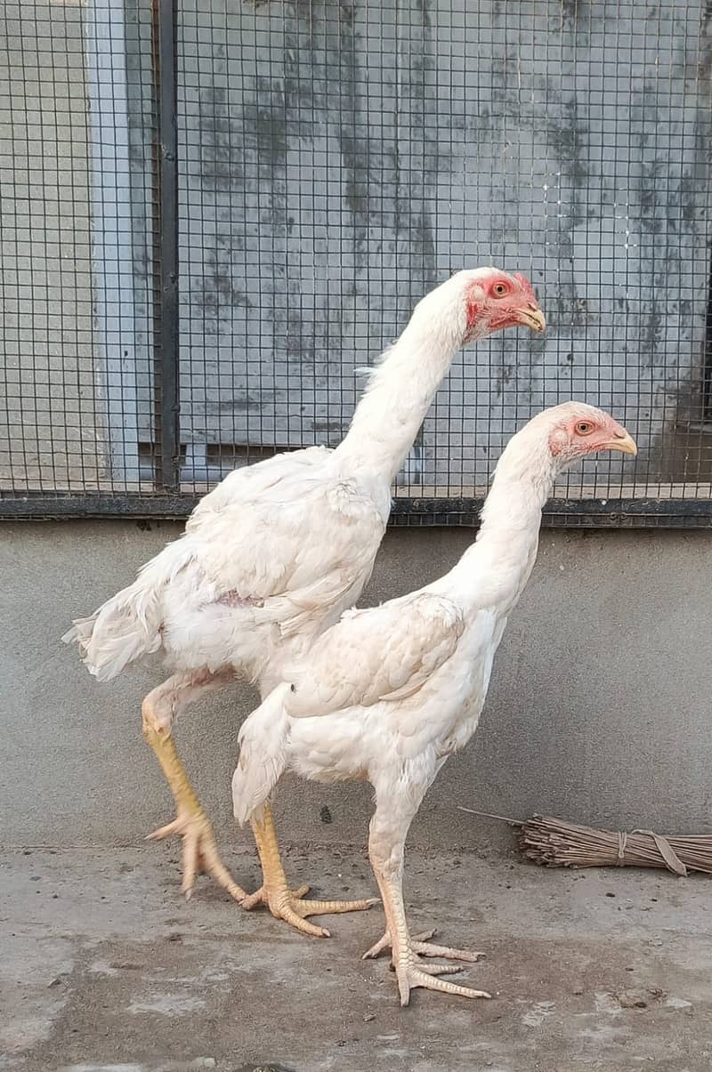 King size shamo|white/black shamoo chicks| O Shamoo |pure aseel hen 0