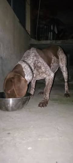 German Shorthaired Pointer