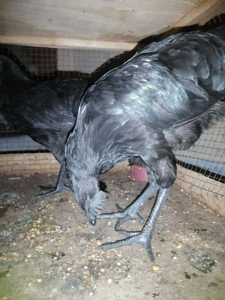 ayam cemani 1