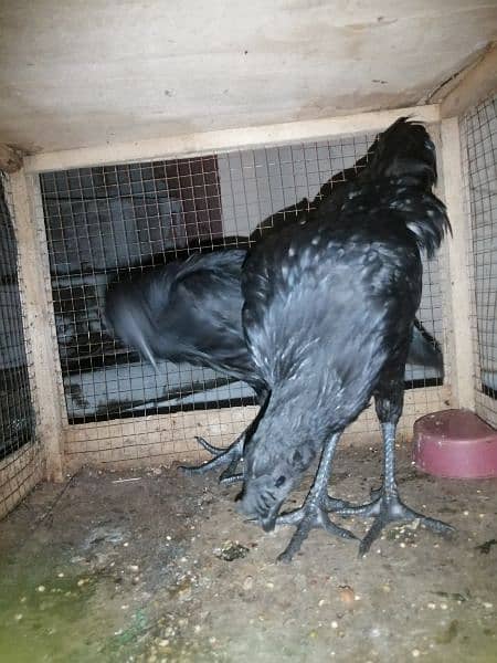 ayam cemani 3