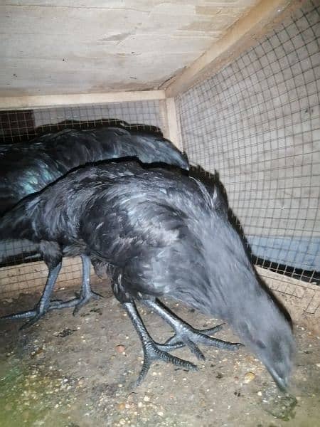 ayam cemani 4