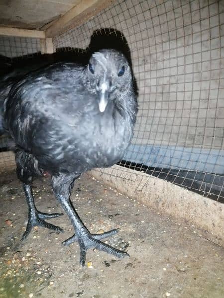 ayam cemani 5