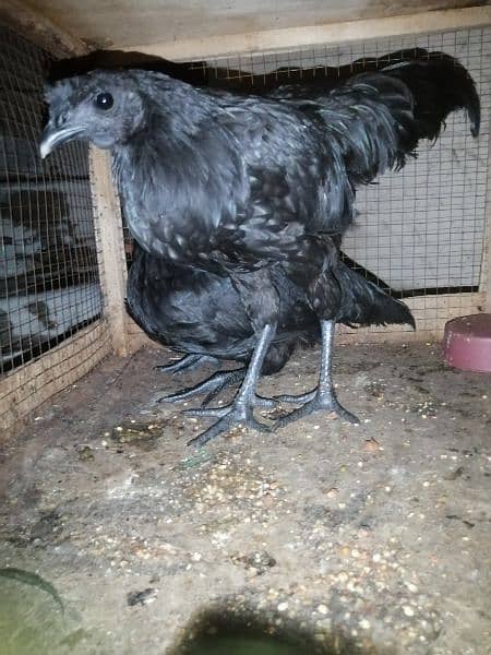 ayam cemani 7