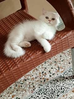 Adorable white triple coated  persian kitten for sale. . 03315610264