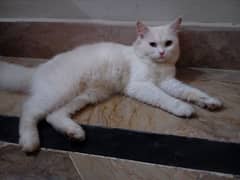 persian odd male cat for mating