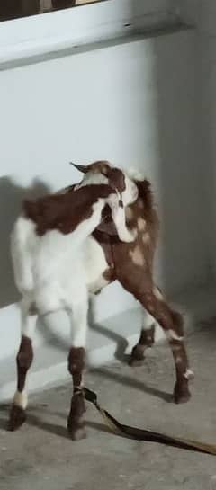 250 months age goat male