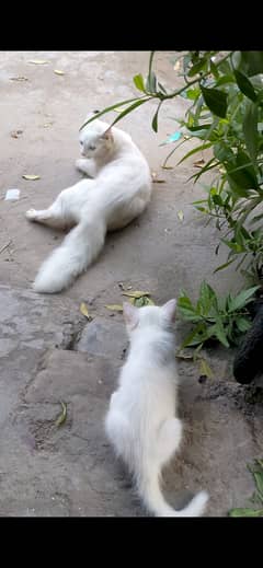 Persian white pair blue eyes