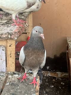 different pairs of pigeons, fancy pair also available.