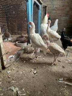 Heera Chicks top quality