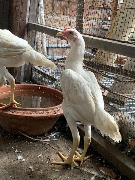 Heera Chicks top quality 2