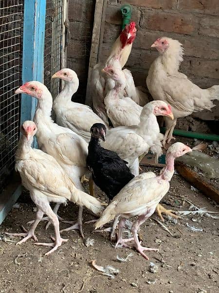 Heera Chicks top quality 3