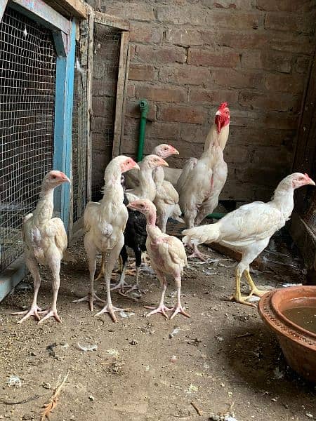 Heera Chicks top quality 5