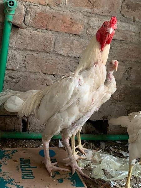 Heera Chicks top quality 8