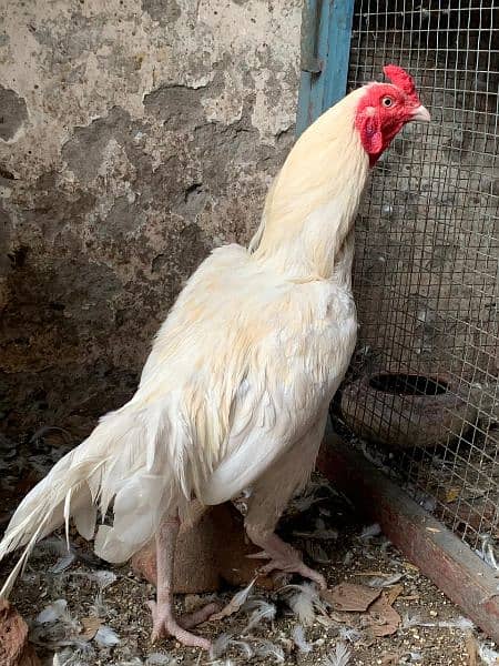 Heera Chicks top quality 9