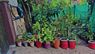 plants & pots 0