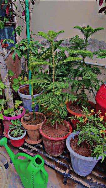 plants & pots 1