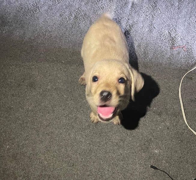 Labrador puppies 0