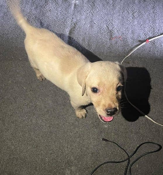 Labrador puppies 1