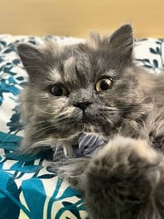 persian female cat