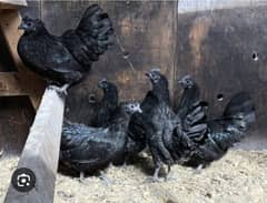 ayam cemani hens for sale