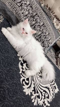 Persian cat