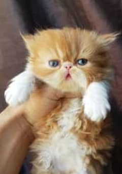 Persian kitten / piki face / punch face / Persian cat /