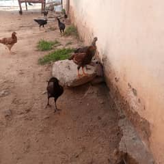 Desi hens