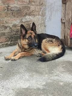 GSD long coat female