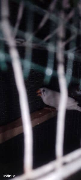 finches breeder pair 2