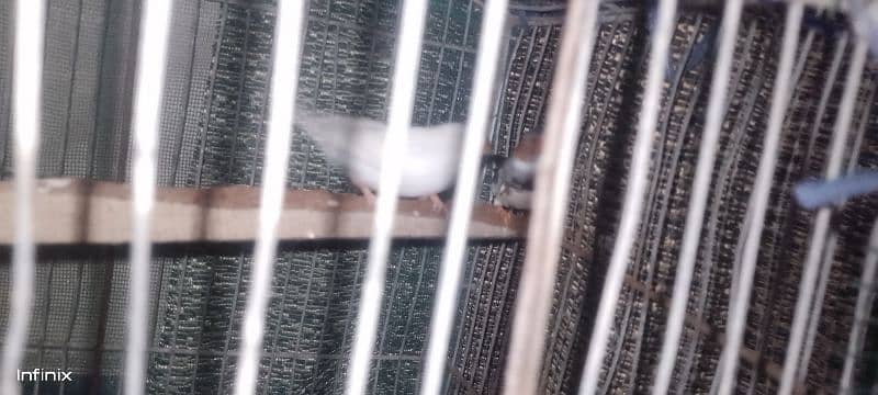 finches breeder pair 3