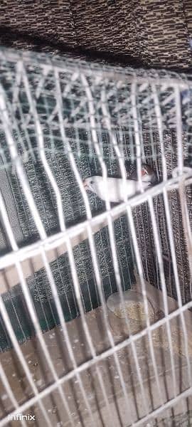 finches breeder pair 4