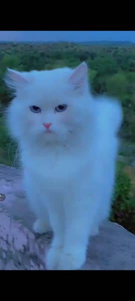 Persian cat for sale urgent sale 0