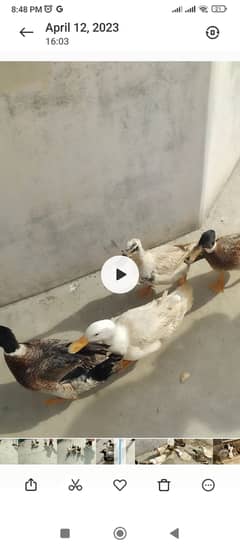 4 ducks  1 male 3 female 0