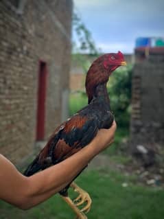 Pure Aseel Lakha patha + Jawa Breeder Cock for sale