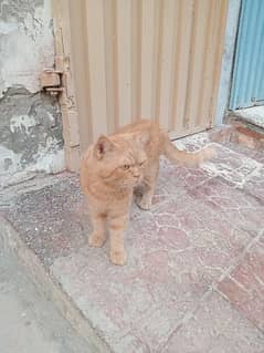 russian male cat