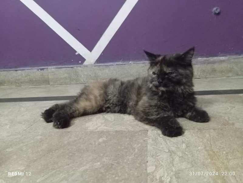 Elegent Trained Percian Cat - Female 3