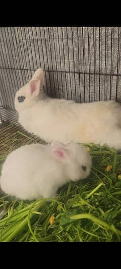 hotot breader pair