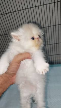 peki male kittens available for sale