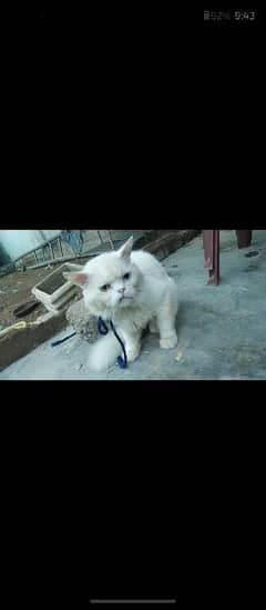 persian cat for sale