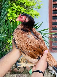 amroha aseel male and female and  high quality Chicks of pair