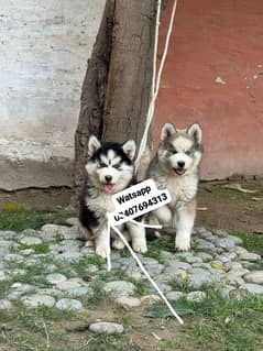 Siberian Husky puppies for sale