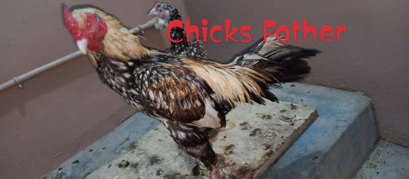 Aseel chicks and hens 8