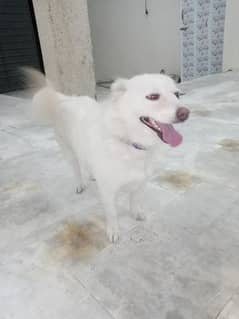 Zero size pure Russian female dog for sale