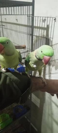 raw parrot hand tamed pair