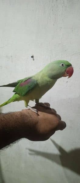 raw parrot hand tamed pair 2