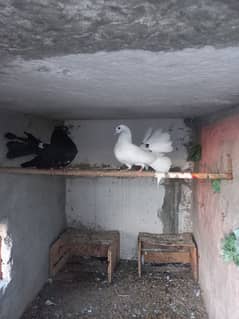 pigeons  for sale