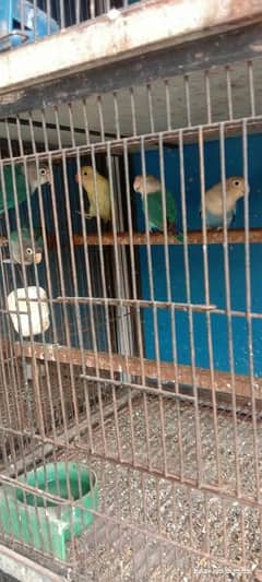 beautiful love birds available 0