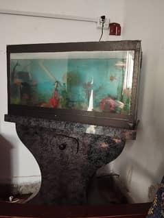 5 fishes for sale with aquarium 2.5 ft by 1ft by 1.5ft