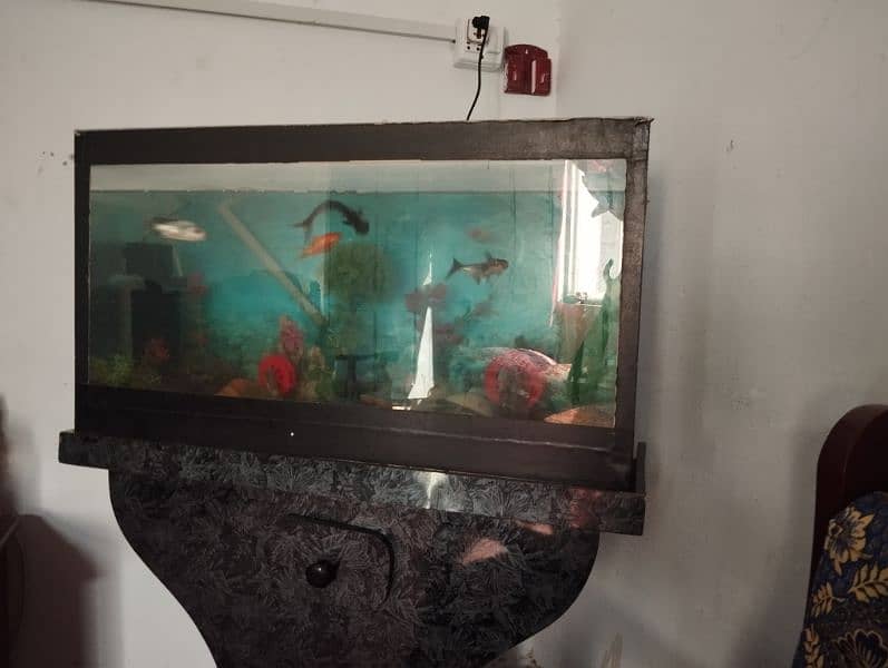 5 fishes for sale with aquarium 2.5 ft by 1ft by 1.5ft 1